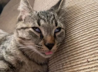 Illustration de l'article : 18 photos déroutantes et confirmant que les chats viennent d'une autre planète