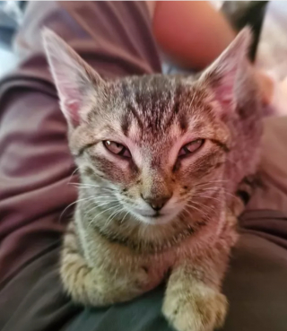 Illustration de l'article : 18 photos déroutantes et confirmant que les chats viennent d'une autre planète