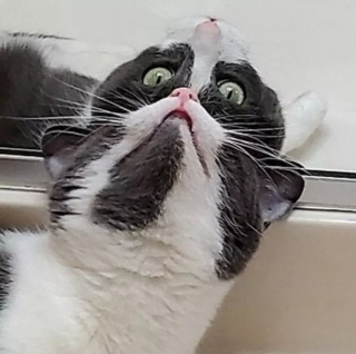 Illustration de l'article : 18 photos déroutantes et confirmant que les chats viennent d'une autre planète