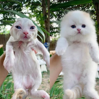 Illustration de l'article : 18 photos déroutantes et confirmant que les chats viennent d'une autre planète