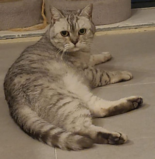 Illustration de l'article : Souffrant d’un gros coup de chaleur, cette chatte plonge dans une gamelle d’eau et interpelle un résident