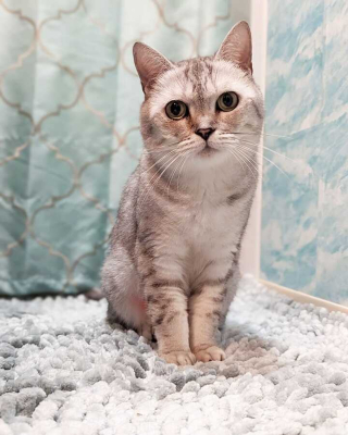 Illustration de l'article : Souffrant d’un gros coup de chaleur, cette chatte plonge dans une gamelle d’eau et interpelle un résident