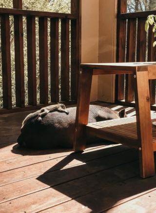 Illustration de l'article : Au cours d’une balade, un Pitbull se lie d’amitié avec un écureuil très avenant
