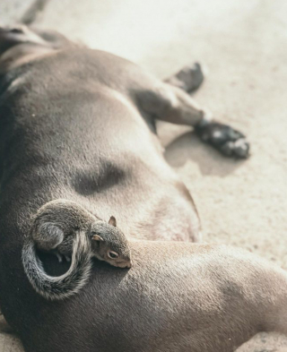 Illustration de l'article : Au cours d’une balade, un Pitbull se lie d’amitié avec un écureuil très avenant