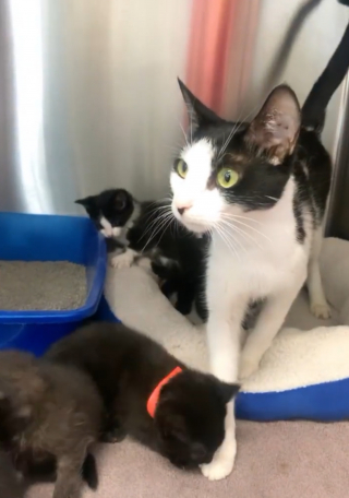 Illustration de l'article : Cette chatte, réticente à l’idée qu’un chien approche ses petits, a progressivement baissé sa garde