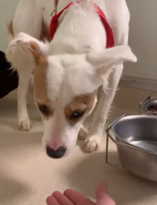 Illustration de l'article : Découvrez la métamorphose de cette chienne, dont la tristesse pouvait se lire sur son visage après son abandon