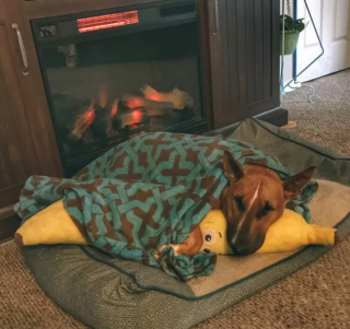 Illustration de l'article : 14 photos de chiens se prélassant auprès du doux feu de la cheminée