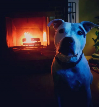 Illustration de l'article : 14 photos de chiens se prélassant auprès du doux feu de la cheminée