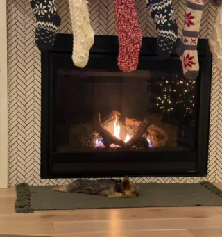 Illustration de l'article : 14 photos de chiens se prélassant auprès du doux feu de la cheminée