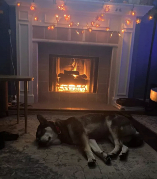 Illustration de l'article : 14 photos de chiens se prélassant auprès du doux feu de la cheminée