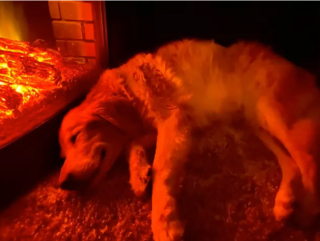 Illustration de l'article : 14 photos de chiens se prélassant auprès du doux feu de la cheminée