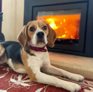 Illustration de l'article : 14 photos de chiens se prélassant auprès du doux feu de la cheminée