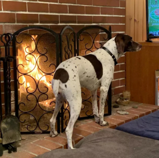 Illustration de l'article : 14 photos de chiens se prélassant auprès du doux feu de la cheminée