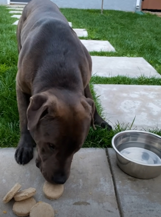 Illustration de l'article : Après avoir reçu une alerte, une femme visionne ses caméras de vidéosurveillance et remarque un chien sur son palier