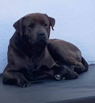 Illustration de l'article : Après avoir reçu une alerte, une femme visionne ses caméras de vidéosurveillance et remarque un chien sur son palier