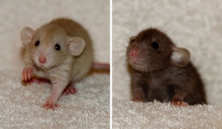 Illustration de l'article : 20 photos de rats révélant leur côté attachant et leurs talents insoupçonnés