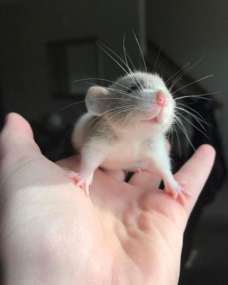 Illustration de l'article : 20 photos de rats révélant leur côté attachant et leurs talents insoupçonnés