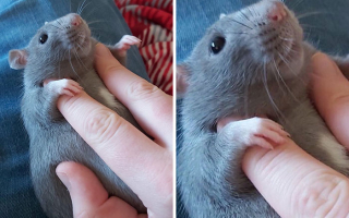 Illustration de l'article : 20 photos de rats révélant leur côté attachant et leurs talents insoupçonnés
