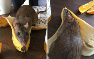 Illustration de l'article : 20 photos de rats révélant leur côté attachant et leurs talents insoupçonnés