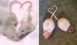 Illustration de l'article : 20 photos de rats révélant leur côté attachant et leurs talents insoupçonnés
