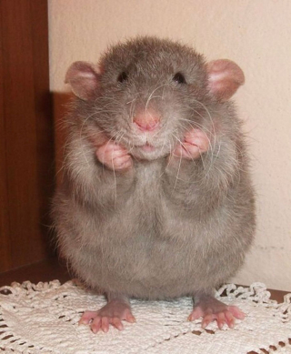 Illustration de l'article : 20 photos de rats révélant leur côté attachant et leurs talents insoupçonnés