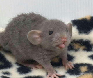 Illustration de l'article : 20 photos de rats révélant leur côté attachant et leurs talents insoupçonnés