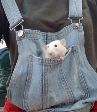 Illustration de l'article : 20 photos de rats révélant leur côté attachant et leurs talents insoupçonnés