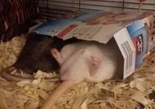 Illustration de l'article : 20 photos de rats révélant leur côté attachant et leurs talents insoupçonnés