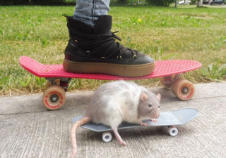 Illustration de l'article : 20 photos de rats révélant leur côté attachant et leurs talents insoupçonnés