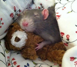 Illustration de l'article : 20 photos de rats révélant leur côté attachant et leurs talents insoupçonnés