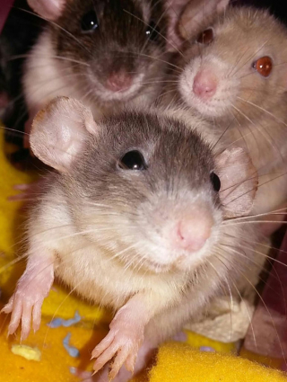 Illustration de l'article : 20 photos de rats révélant leur côté attachant et leurs talents insoupçonnés