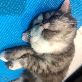 Illustration de l'article : 15 photos de Cat, chatte chimère à la beauté atypique et aux multiples talents