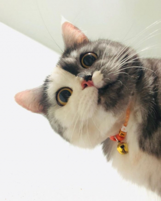 Illustration de l'article : 15 photos de Cat, chatte chimère à la beauté atypique et aux multiples talents