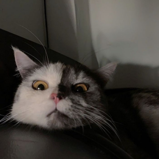 Illustration de l'article : 15 photos de Cat, chatte chimère à la beauté atypique et aux multiples talents