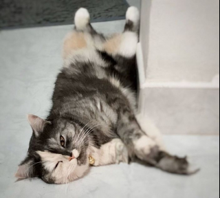 Illustration de l'article : 15 photos de Cat, chatte chimère à la beauté atypique et aux multiples talents