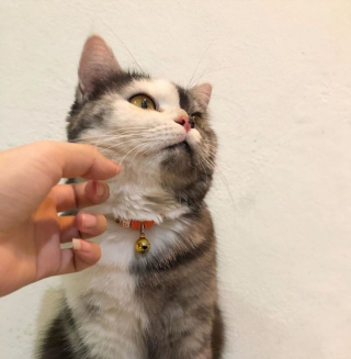 Illustration de l'article : 15 photos de Cat, chatte chimère à la beauté atypique et aux multiples talents