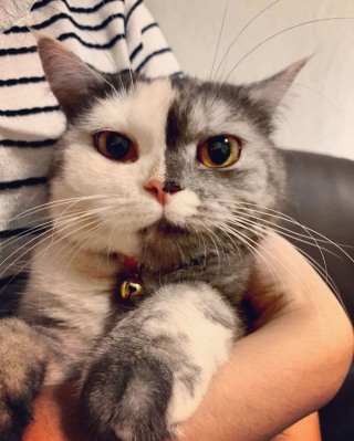 Illustration de l'article : 15 photos de Cat, chatte chimère à la beauté atypique et aux multiples talents