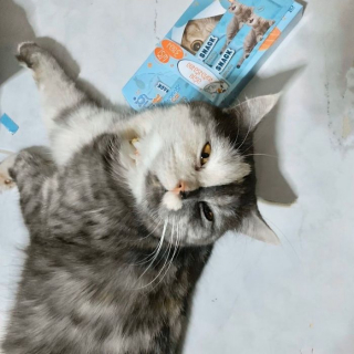 Illustration de l'article : 15 photos de Cat, chatte chimère à la beauté atypique et aux multiples talents