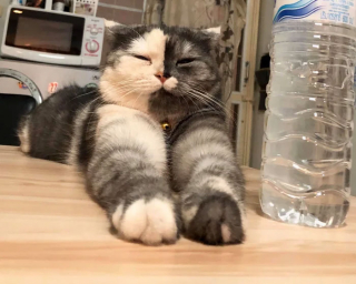 Illustration de l'article : 15 photos de Cat, chatte chimère à la beauté atypique et aux multiples talents