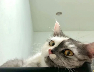 Illustration de l'article : 15 photos de Cat, chatte chimère à la beauté atypique et aux multiples talents