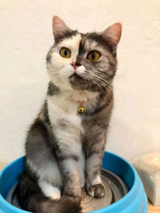 Illustration de l'article : 15 photos de Cat, chatte chimère à la beauté atypique et aux multiples talents