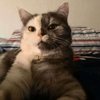 Illustration de l'article : 15 photos de Cat, chatte chimère à la beauté atypique et aux multiples talents