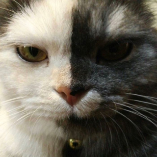 Illustration de l'article : 15 photos de Cat, chatte chimère à la beauté atypique et aux multiples talents