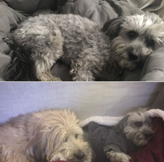 Illustration de l'article : Une petite chienne s'échappe et se perd dans le métro, l’équipe de sauvetage met tout en œuvre pour la sauver