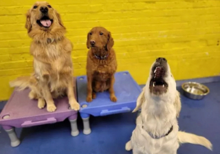 Illustration de l'article : 16 photos de chiens qui ont bien l'intention de capter votre attention en donnant de la voix