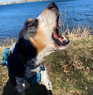 Illustration de l'article : 16 photos de chiens qui ont bien l'intention de capter votre attention en donnant de la voix