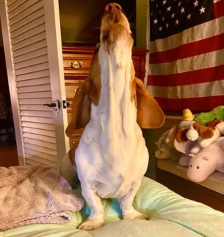 Illustration de l'article : 16 photos de chiens qui ont bien l'intention de capter votre attention en donnant de la voix