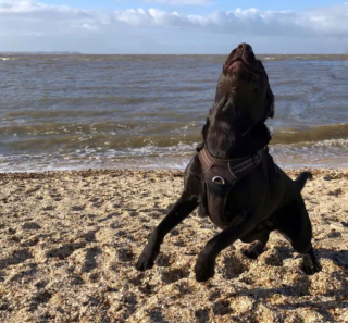 Illustration de l'article : 16 photos de chiens qui ont bien l'intention de capter votre attention en donnant de la voix