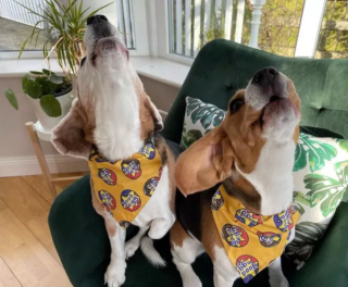 Illustration de l'article : 16 photos de chiens qui ont bien l'intention de capter votre attention en donnant de la voix