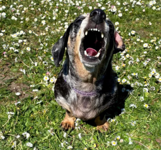 Illustration de l'article : 16 photos de chiens qui ont bien l'intention de capter votre attention en donnant de la voix